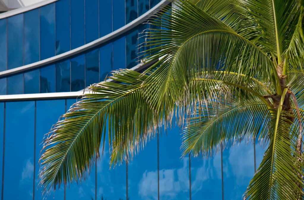 Close-up of a vibrant green palm tree in front of a modern blue glass office building, showcasing professional commercial window cleaning results in Orlando, FL.